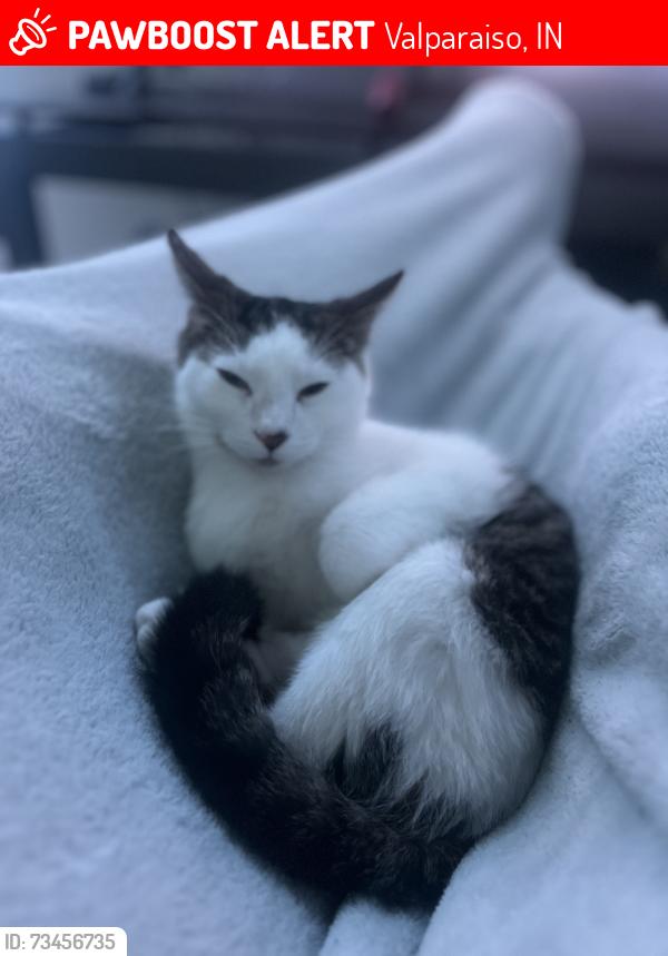 Lost Male Cat last seen Valparaiso Health Center, Valparaiso, IN 46383