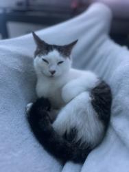 Lost Male Cat last seen Valparaiso Health Center, Valparaiso, IN 46383