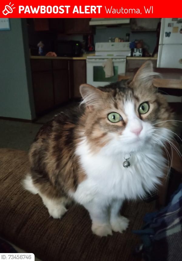 Lost Female Cat last seen Near s sandcrest ave right behind the flower shop on main street, Wautoma, WI 54982