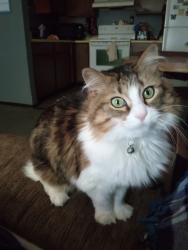 Lost Female Cat last seen Near s sandcrest ave right behind the flower shop on main street, Wautoma, WI 54982