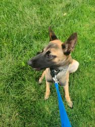Found/Stray Female Dog last seen Tracy Blvd and Tennis Ln, Tracy, CA 95376