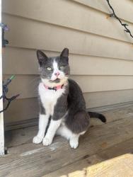 Found/Stray Female Cat last seen Off linden Ave and birdsell st, South Bend, IN 46628