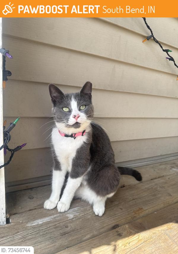 Found/Stray Female Cat last seen Off linden Ave and birdsell st, South Bend, IN 46628
