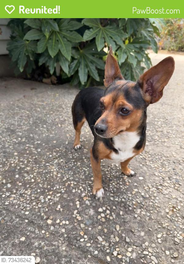 Reunited Female Dog last seen 22nd Ave and 58th street, Sacramento, CA 95820