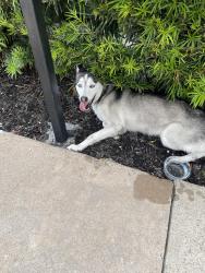 Found/Stray Female Dog last seen Across from Clarewood hse Senior, Houston, TX 77036