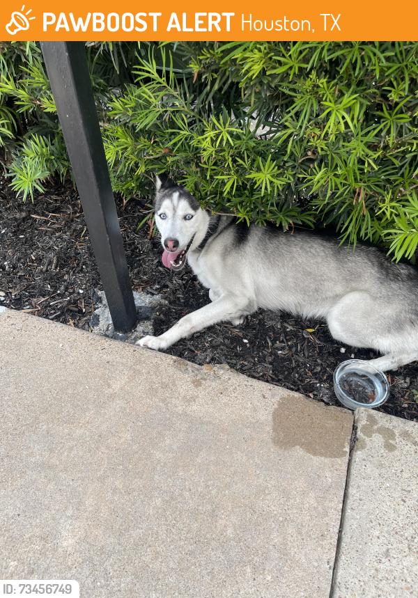 Found/Stray Female Dog last seen Across from Clarewood hse Senior, Houston, TX 77036