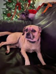 Lost Male Dog last seen 40th st and union hills, Phoenix, AZ 85032