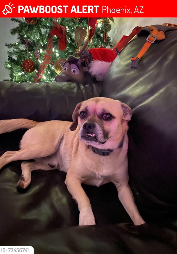 Lost Male Dog last seen 40th st and union hills, Phoenix, AZ 85032