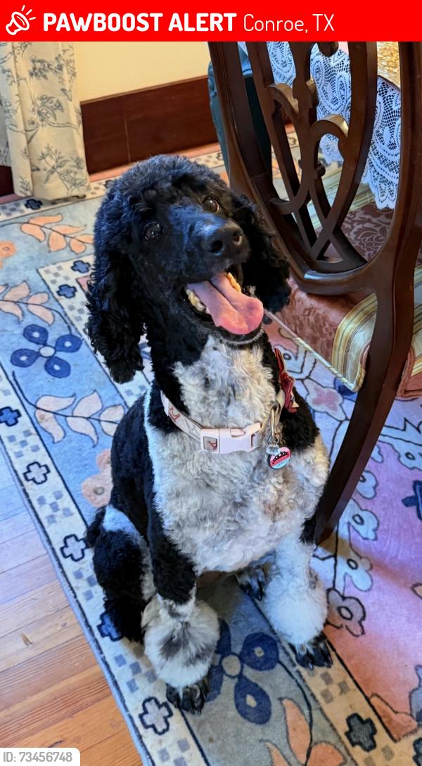 Lost Female Dog last seen Near Scarborough Dr, Conroe, TX 77304, Conroe, TX 77304