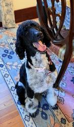 Lost Female Dog last seen Near Scarborough Dr, Conroe, TX 77304, Conroe, TX 77304