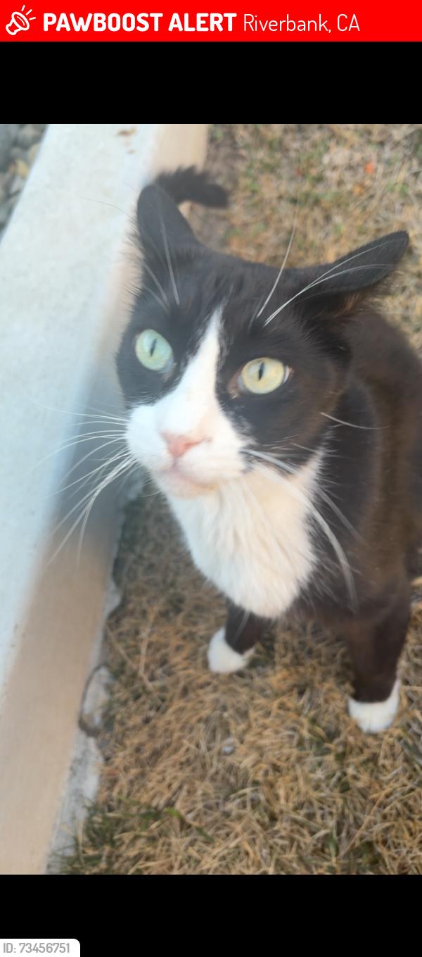 Lost Female Cat last seen Roselle ave, Riverbank, CA 95367