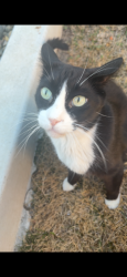 Lost Female Cat last seen Roselle ave, Riverbank, CA 95367