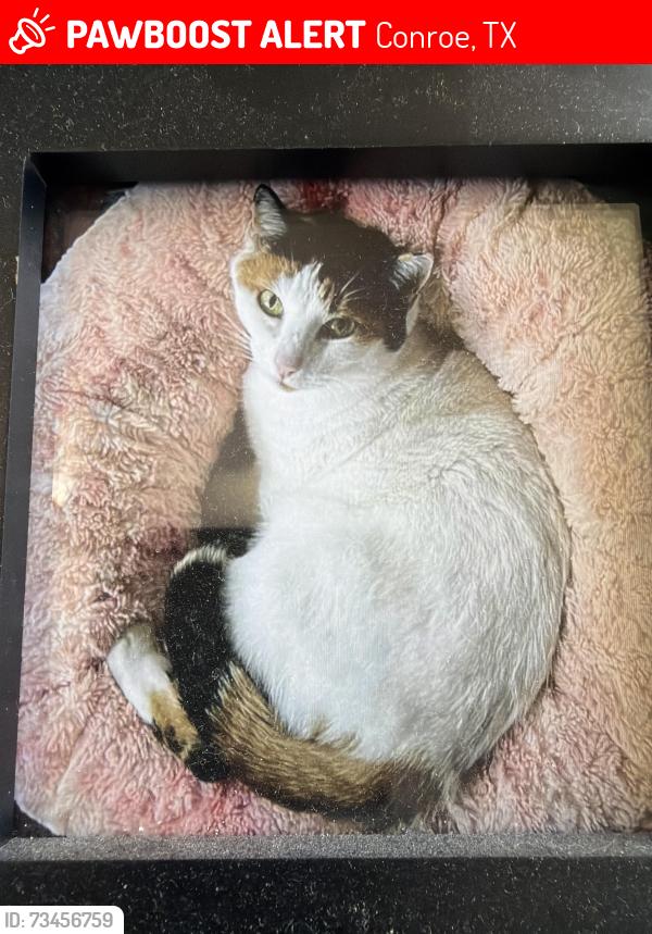 Lost Female Cat last seen Loop 336S, Conroe, TX 77301