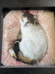 Lost Female Cat last seen Loop 336S, Conroe, TX 77301