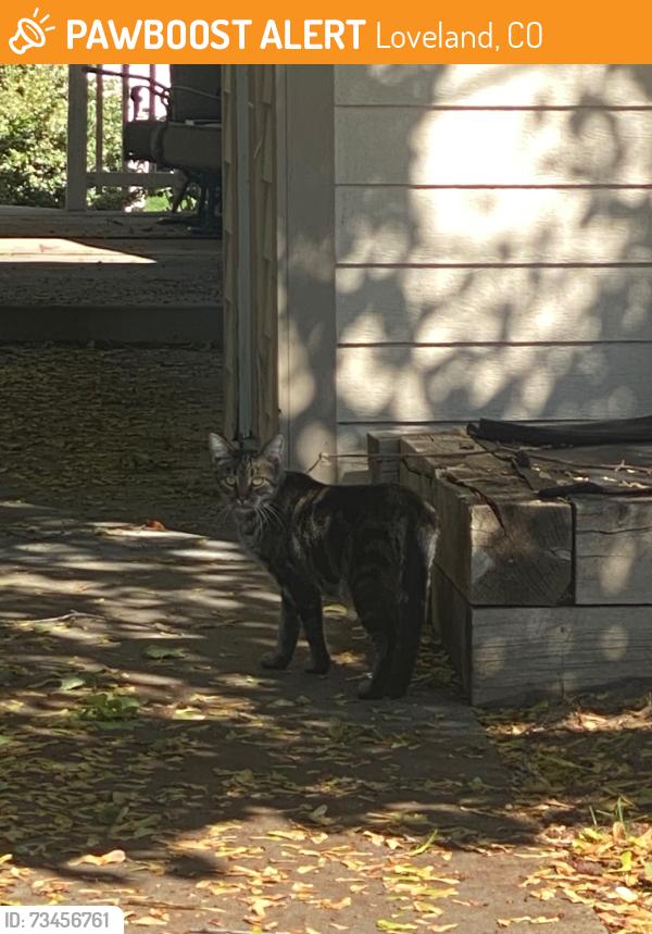 Found/Stray Unknown Cat last seen 18th and Van Buren, Loveland, CO 80538