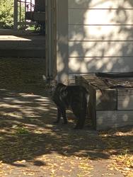 Found/Stray Unknown Cat last seen 18th and Van Buren, Loveland, CO 80538
