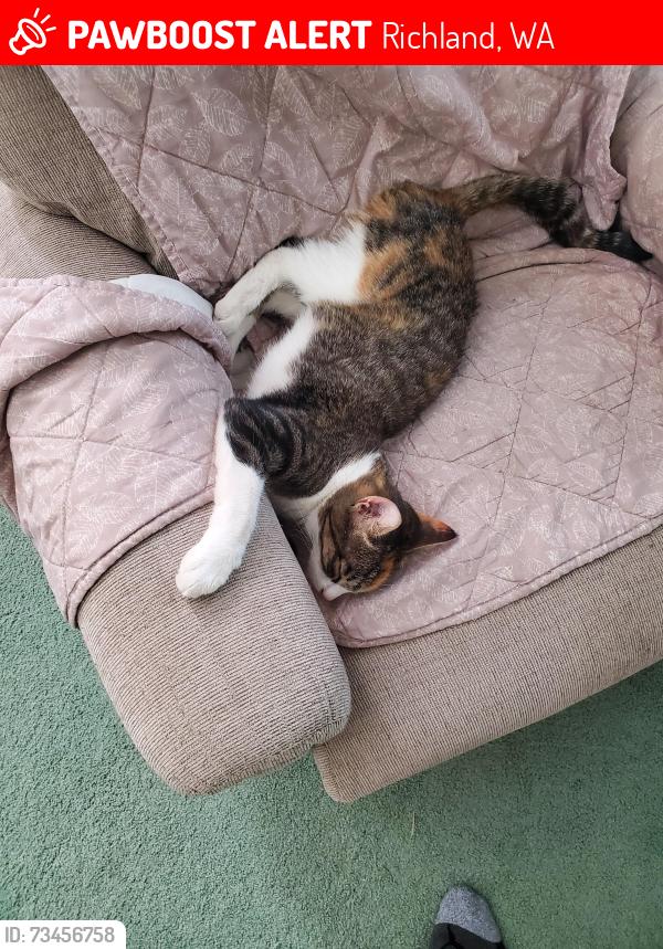Lost Female Cat last seen Spengler and George Washington Way, Richland, WA 99354