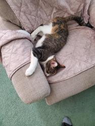 Lost Female Cat last seen Spengler and George Washington Way, Richland, WA 99354