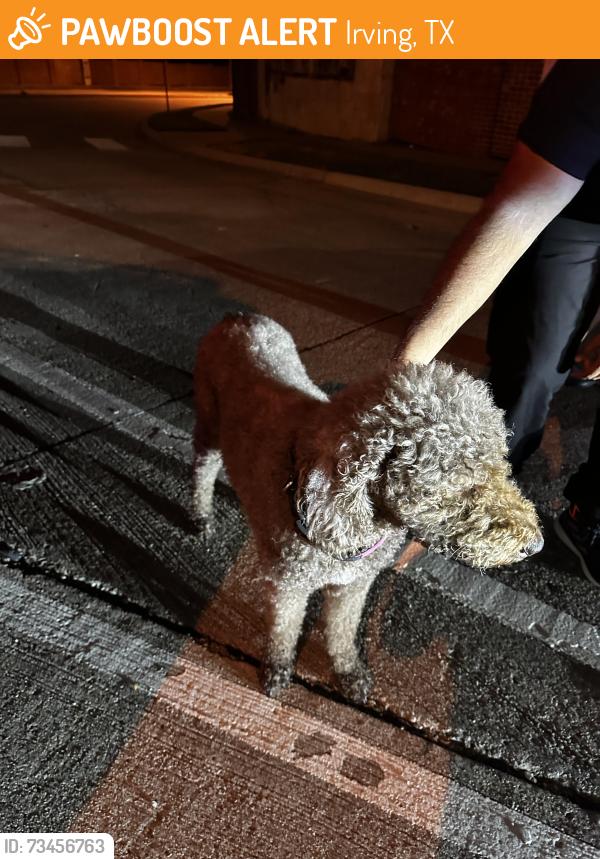 Found/Stray Female Dog last seen Chaparral st, Irving, TX 75060