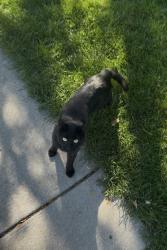 Found/Stray Male Cat last seen Found on trail side creek trail, Arvada, CO 80005