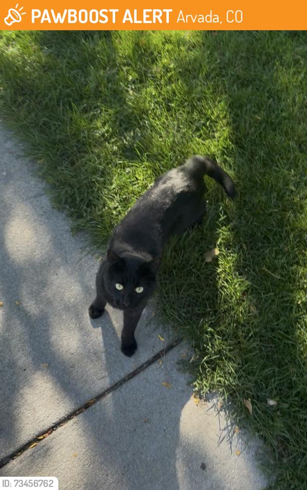 Found/Stray Male Cat last seen Found on trail side creek trail, Arvada, CO 80005