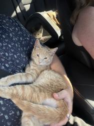 Lost Male Cat last seen Tenth and cedar, Berkeley, CA 94702