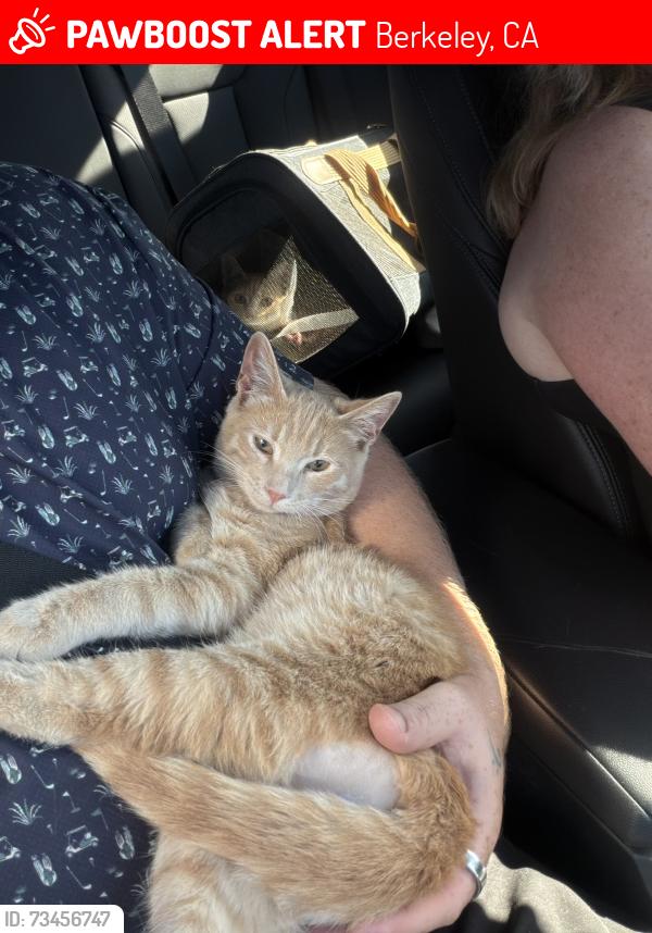 Lost Male Cat last seen Tenth and cedar, Berkeley, CA 94702