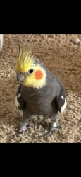 Lost Male Bird last seen Main St/Gratiot, New Haven, MI 48048
