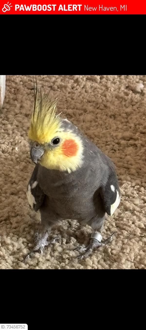 Lost Male Bird last seen Main St/Gratiot, New Haven, MI 48048