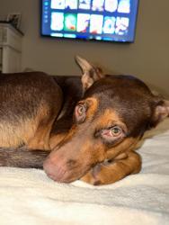 Found/Stray Male Dog last seen O’Connor Rd and IH 35, San Antonio, TX 78233