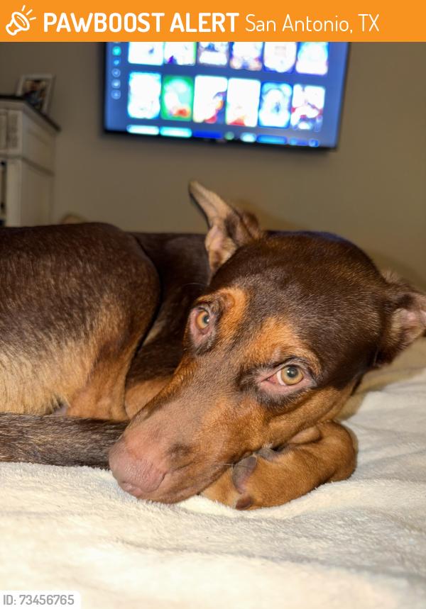Found/Stray Male Dog last seen O’Connor Rd and IH 35, San Antonio, TX 78233