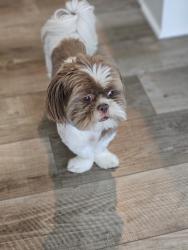 Lost Male Dog last seen Near s green, Wichita, KS 67211