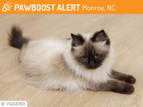 Found/Stray Unknown Cat last seen Lind Point at Bougainvillea (in street), Monroe, NC 28110