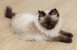 Found/Stray Unknown Cat last seen Lind Point at Bougainvillea (in street), Monroe, NC 28110
