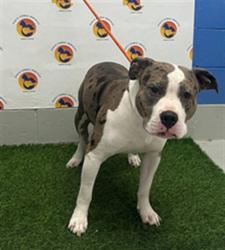 Shelter Stray Male Dog last seen DAYBREEZE AND CALDWELL LN, 19640 Dogpatch Ln, Land O' Lakes, FL 34638, USA