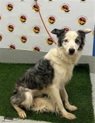 Shelter Stray Male Dog last seen ACHASTA BLVD AND LEGENDS POINTE DRIVE, 19640 Dogpatch Ln, Land O' Lakes, FL 34638, USA