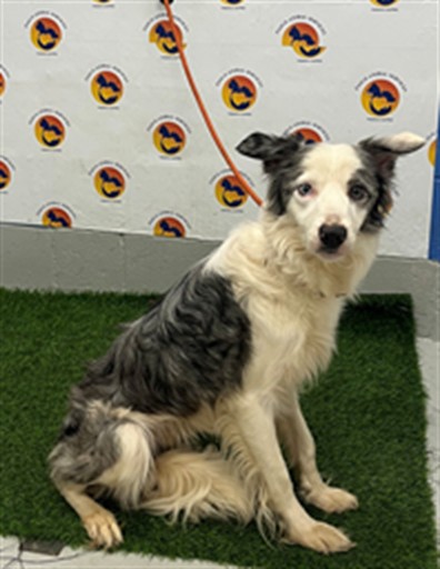 Shelter Stray Male Dog last seen ACHASTA BLVD AND LEGENDS POINTE DRIVE, 19640 Dogpatch Ln, Land O' Lakes, FL 34638, USA