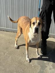 Shelter Stray Female Dog last seen Near BLOCK N 33RD ST, 3528 Newburg Rd, Louisville, KY 40218, USA