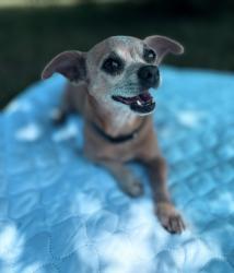 Reunited Female Dog last seen Youngs Community Harris Bridge Rd Woodruff SC, Harris Bridge Rd, SC 29388