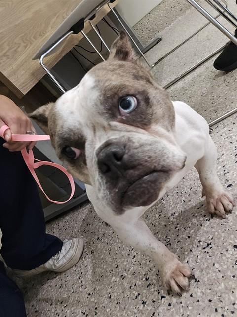 Shelter Stray Female Dog last seen 95TH AND PECOS ST, 12155 Park Blvd, Brighton, CO 80601, USA