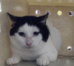 Shelter Stray Male Cat last seen Near ROCKFISH RD, FAYETTEVILLE NC 28306, 4704 Corporation Dr, Fayetteville, NC 28306, USA