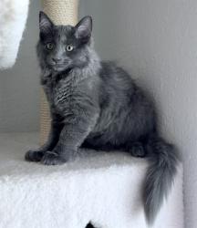 Shelter Stray Male Cat last seen 34TH ST & 10TH AVE, 2127 Front St, Sacramento, CA 95818, USA