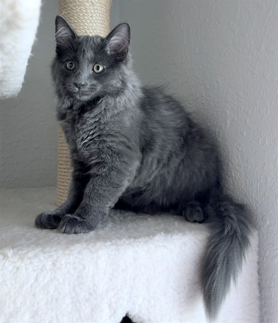 Shelter Stray Male Cat last seen 34TH ST & 10TH AVE, 2127 Front St, Sacramento, CA 95818, USA