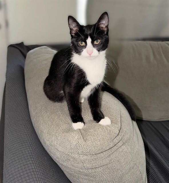 Shelter Stray Female Cat last seen 34TH ST & 10TH AVE, 2127 Front St, Sacramento, CA 95818, USA