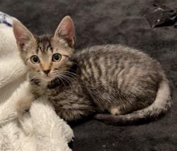 Shelter Stray Female Cat last seen FLOURISH LN & E COMMERCE WAY, 2127 Front St, Sacramento, CA 95818, USA