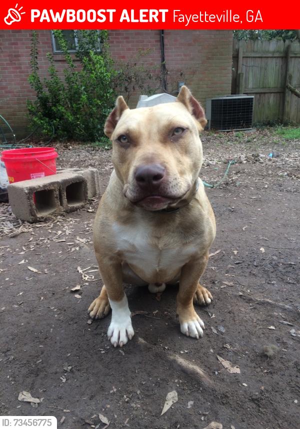 Lost Male Dog last seen Park, Fayetteville, GA 30214