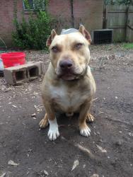 Lost Male Dog last seen Park, Fayetteville, GA 30214