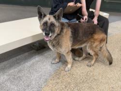 Shelter Stray Female Dog last seen , 3201 Lacy St, Los Angeles, CA 90031, USA