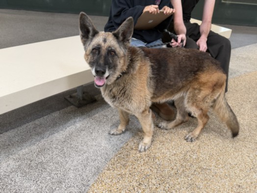Shelter Stray Female Dog last seen , 3201 Lacy St, Los Angeles, CA 90031, USA