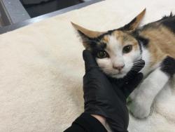 Shelter Stray Female Cat last seen Near BLOCK BAY DR, NORTH SHORE CA 92254, 72050 Pet Land Pl, Thousand Palms, CA 92276, USA